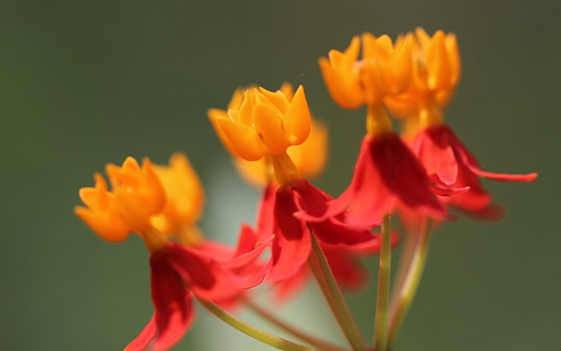 Scarlet Milkweed